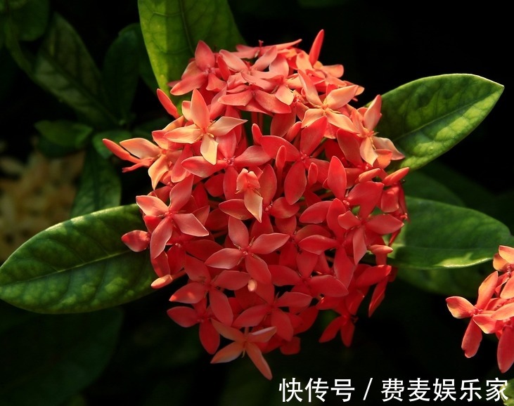 秋季养啥花这5款小花,便宜好养,简单打理就爆盆,花朵压满枝