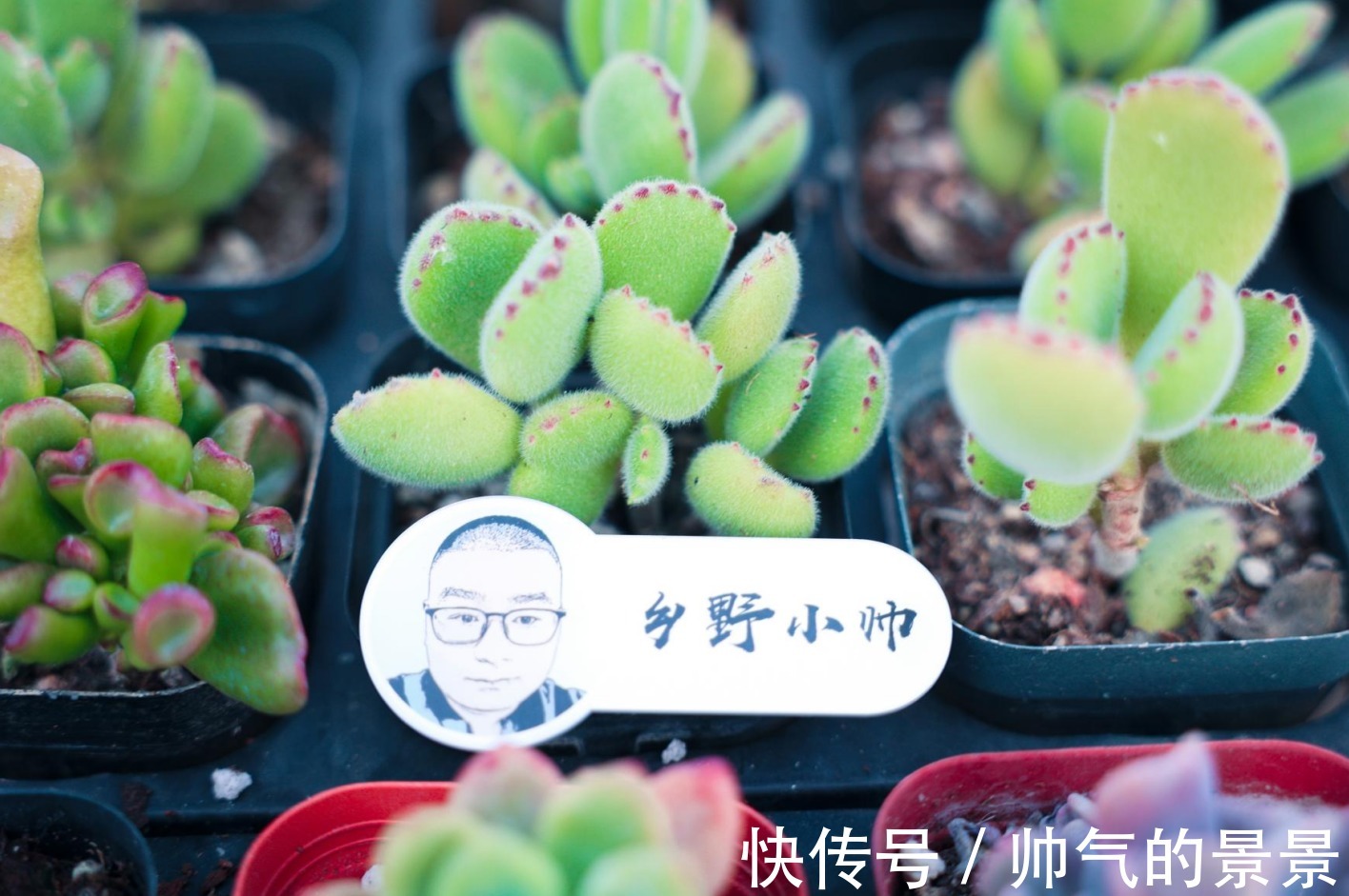 根系|多肉出现这几种情况,需要重新修根上盆,肉友们注意了