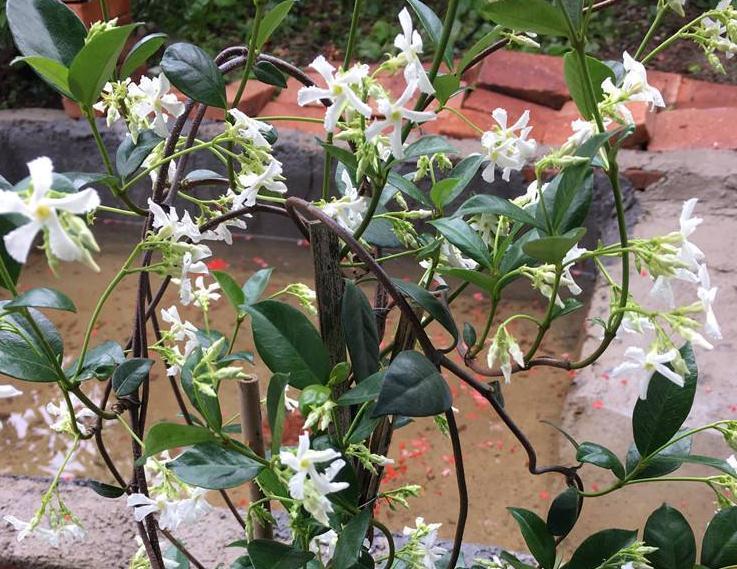 90岁老爷爷为初恋种了满院的茉莉,每次开花,就会引来路人观望