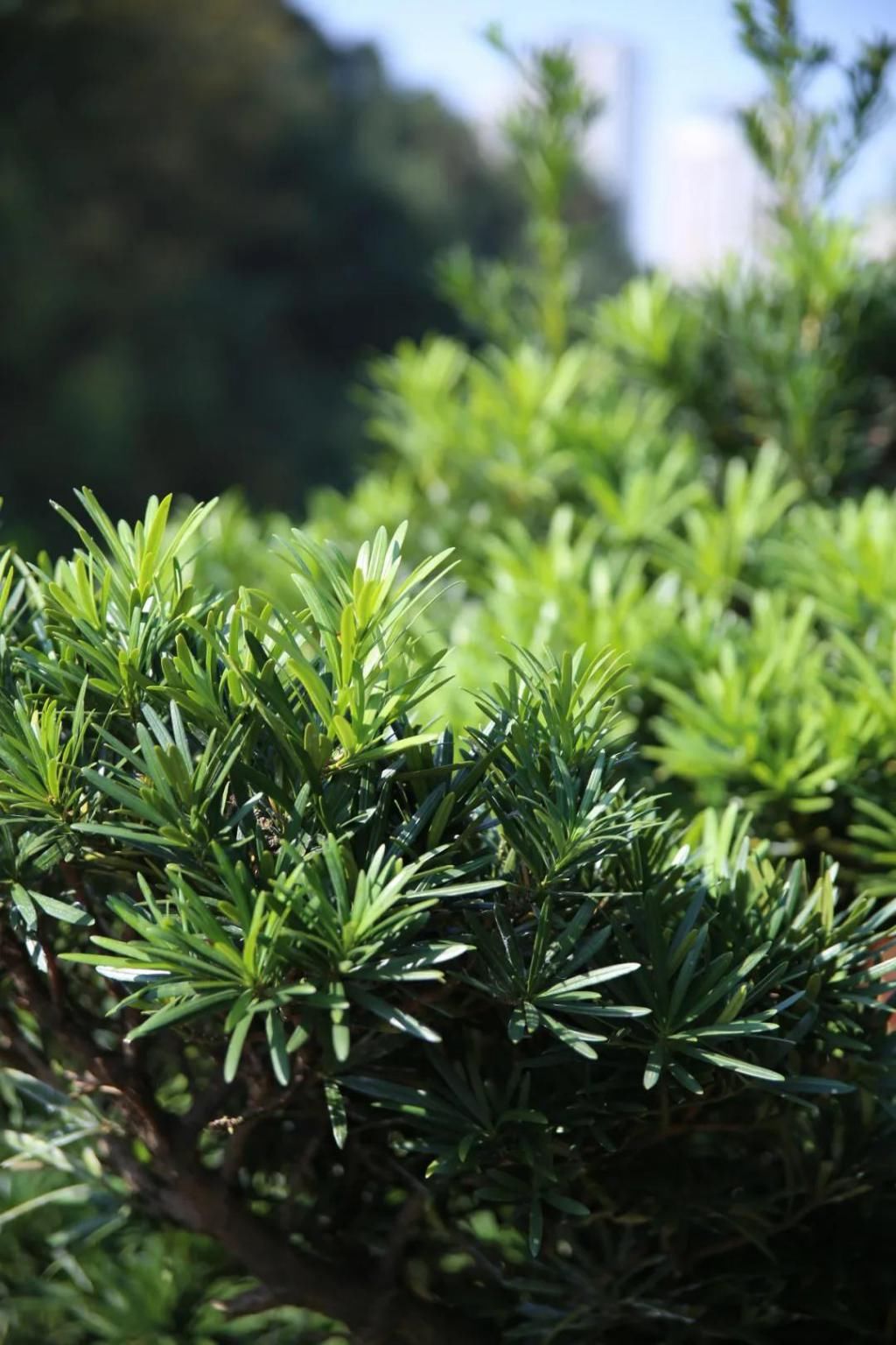 千里光|野趣一日，发现桃花岭的22种秋天