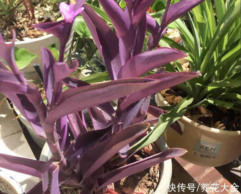 紫竹梅|叶子美过花，简单5个方面，轻松养好紫竹梅