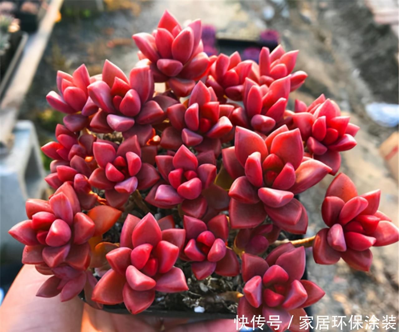 姬胧月状态差,“三动作”虐一虐,憋出满枝苞,养成精品小老桩