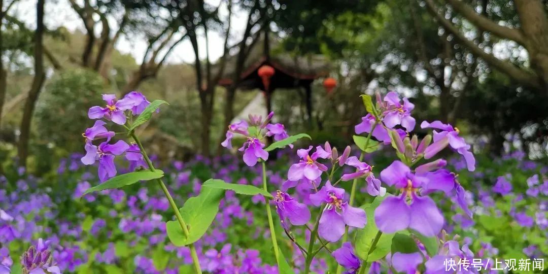 春暖花开日，醉白池公园三八女神节免票优惠邀汝来赏花