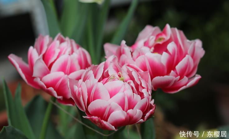 初学养花记住“先懒后勤”4个字，买花换盆后很实用，缓苗很快速