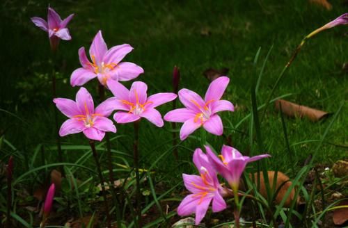 鹅卵石|4种花，花大色艳，花期长，谁养谁上瘾