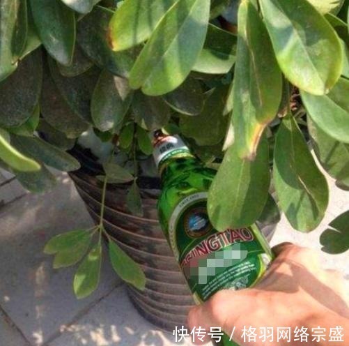 老花匠养花从不用啤酒、淘米水,仅在盆里倒点“它”,养啥爆啥!