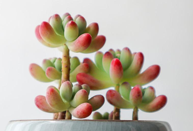 多肉乙女心的4个养殖经验,做好这4点你的乙女心立马出果冻般状态