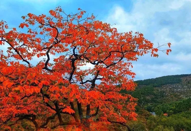 红叶|浓缩了秋日精华，独属于淄博的绚丽如画的山景！看一眼，惊艳一年