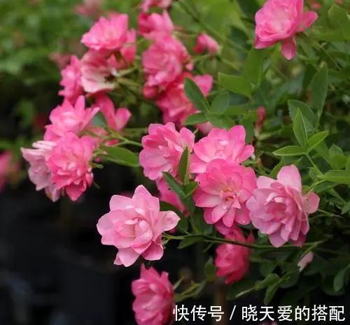 花友|月季品种中的两朵奇葩，一个开花不像月季像荷花，一个妈妈最爱