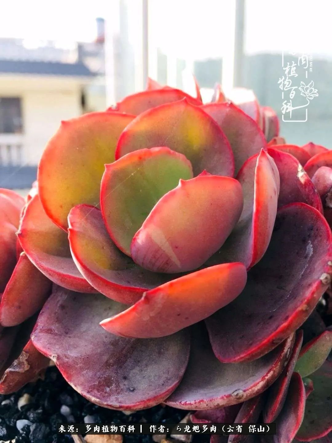 叶片|美了，美了！当秋天的风吹向你我的多肉！