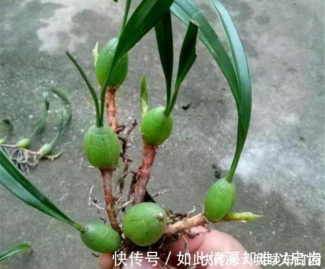 小物|遇到这种寄生“果上叶”,可别再砍掉了,加青苔做盆景,比石斛美!