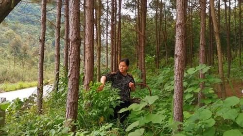 你那有人吃這種野菜嗎？學名龍葵草，土話叫白花菜，你那叫啥？