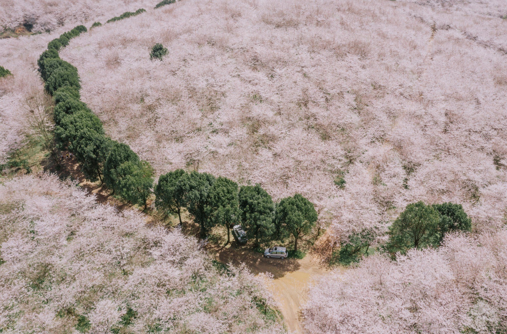 平坝樱花海，惊艳又浪漫