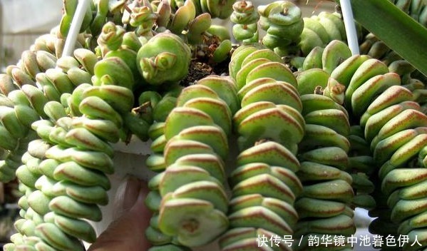 钱串子好看寓意友好,只要知道几点技巧,保证一养就爆盆