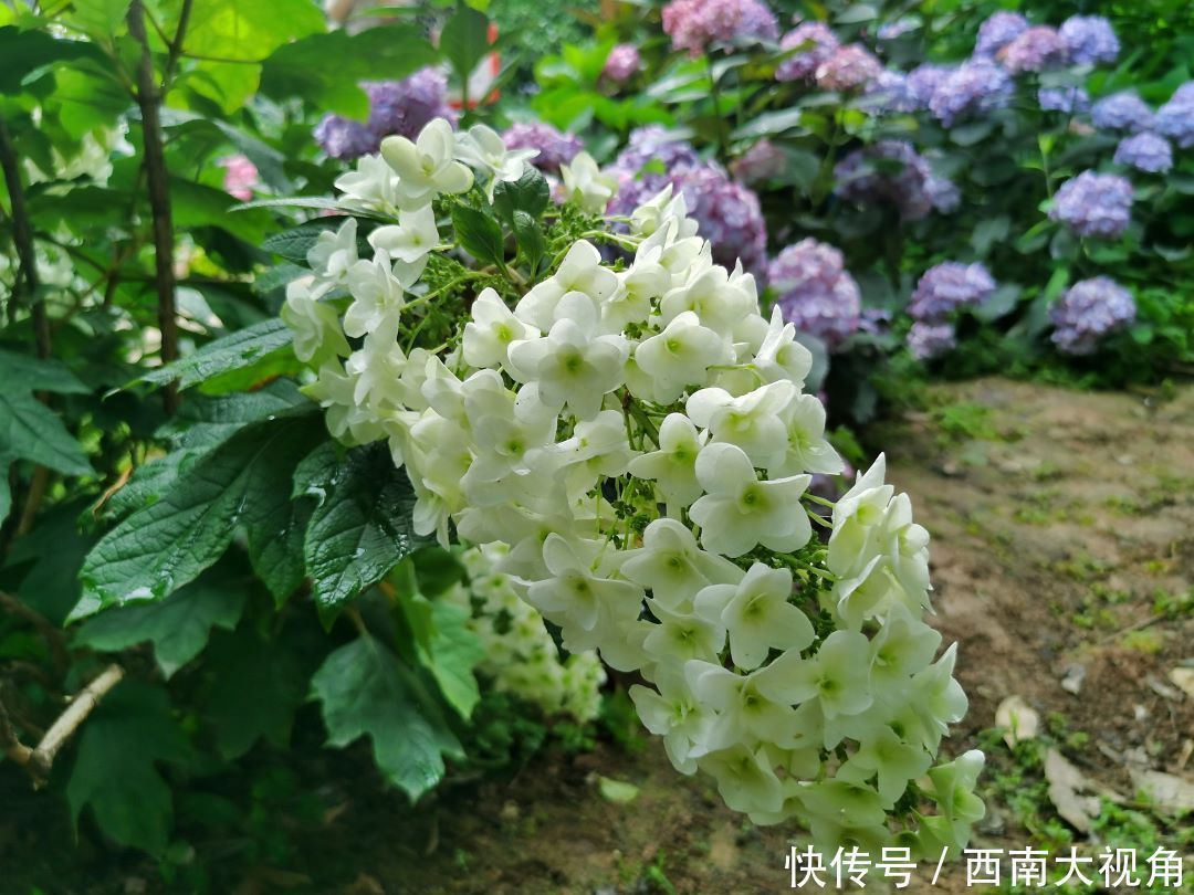 花友会|百颗毳毬谁织就，几枝琼萼露和圆 成都植物园“绣球花花”花友会与园艺爱好者浪漫相约