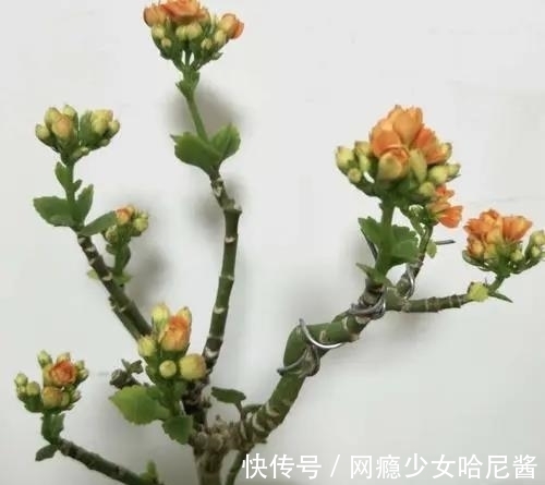 把长寿花培养成老桩并不难,看见了别羡慕,照着做,自己也能养