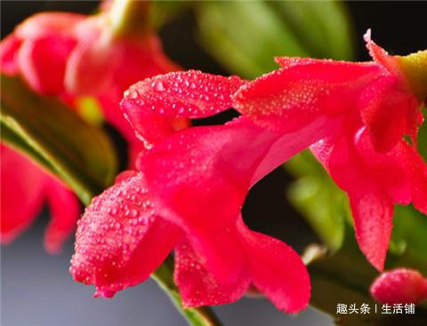 养蟹爪兰掌握小技巧,叶子肥厚长满盆,花骨朵呼呼冒!