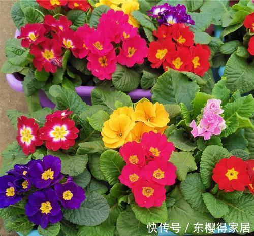 5种一次性花,好看好养开不久,年年开花年年养!