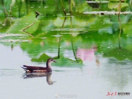 大长腿|速速围观！陇南市西和县晚霞湖飞来大长腿鹬鸟