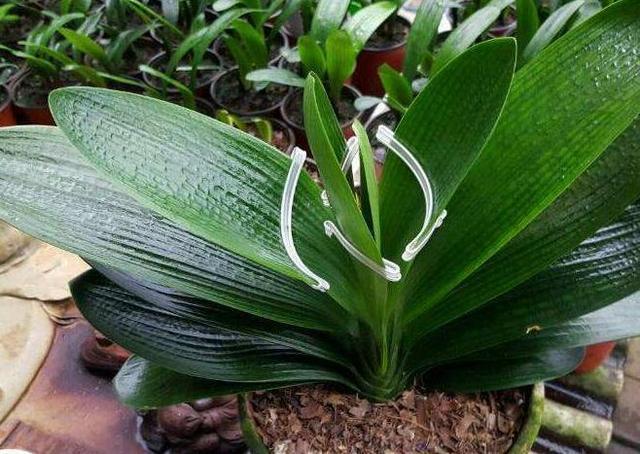 养君子兰,一个“小方法”,叶片整齐又好看,厚实油绿,长爆盆!