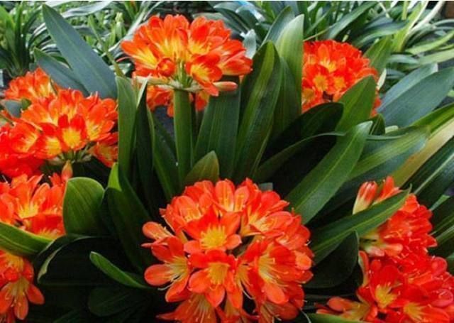 肥料|君子兰其实很好养,在花盆加点这东西,花开不断,长得那叫一个旺