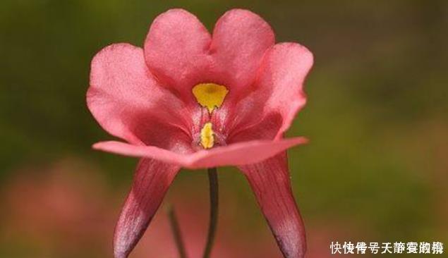 养花|新手养花,就选花卉独一无二,好养活易开花的花卉,值得拥有!