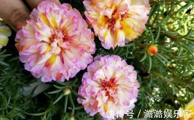 养花杀手养啥养不活这些花寓意好、皮实好养活,附养花技巧!