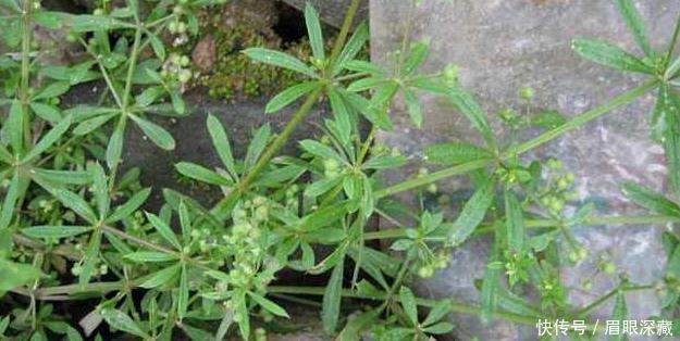 野草|在农村常见的野草,号称“不死草”,治乳腺炎,阑尾炎,消肿止痛
