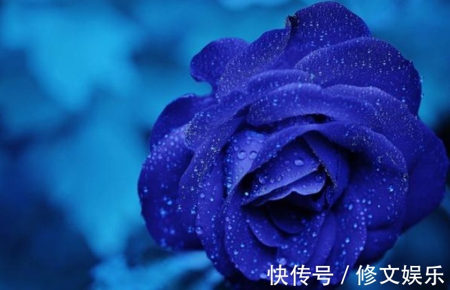 此花是花中新贵,妖媚动人,花语更让人流连忘返,送人首选的花卉