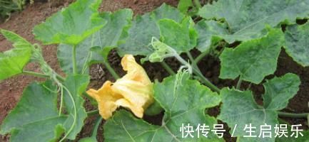 南瓜藤|南瓜藤常被人们扔掉,其实是个宝,可以治疗高血压,老人多吃有益