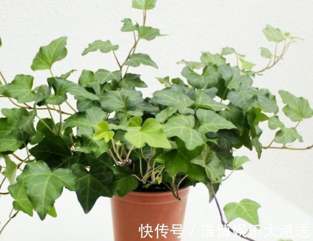 常春藤|喜欢玫瑰,不妨试试“菊中精品”情人菊,似娇艳情人,满满爱意