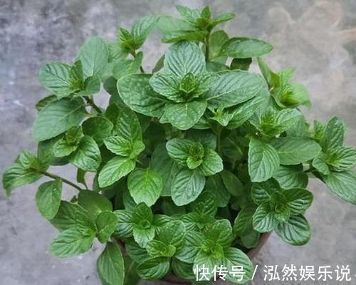 “夏必死”的4种花，现在赶紧扦插几盆，生根快成活率高