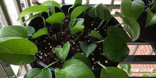 植物|入秋了,扦插6种植物准没错!掐个枝条就能活,半个月长成盆栽