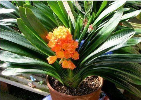 一个小“东西”，掌握君子兰“浇水密码”，看准了，不再烂根黄叶