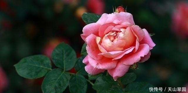 中国|中国十大名花分别指哪十种花这十种花分别有什么美称