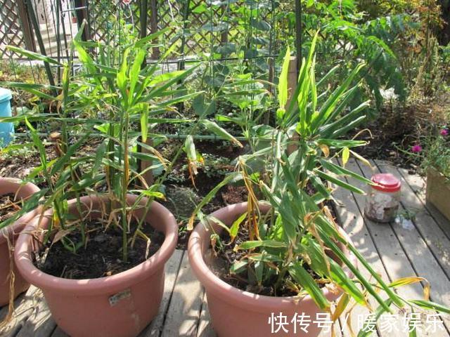 有机肥|厨房吃剩的“2种菜”,随手丢盆里,秋天收获一大盆,太惊喜了