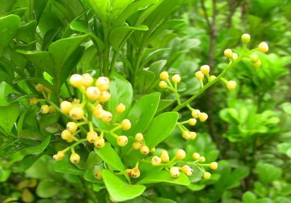 喜欢牡丹，不如养盆“珍稀玫瑰”黑魔术玫瑰，妩媚动人，艳压群芳