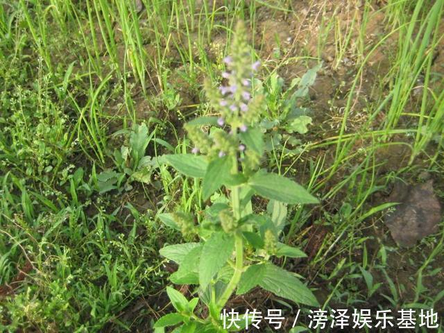 癞蛤蟆草|这村这种叶子皱巴巴的野草，现在价值珍贵，遇到请珍惜