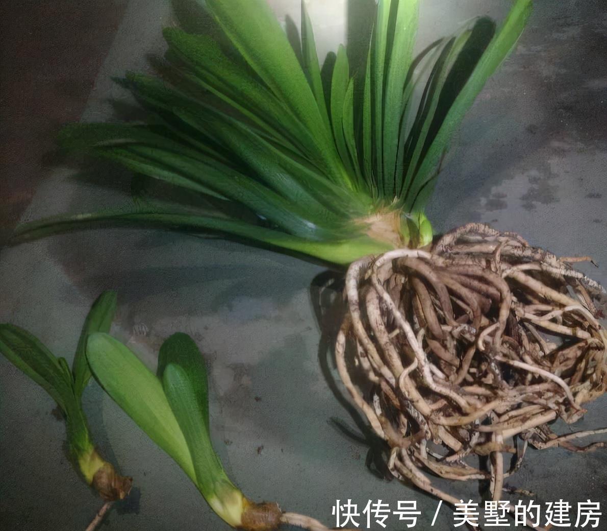 叶片|秋季养君子兰的2个正确步骤,叶片厚绿,花期顺利开出“手捧花”