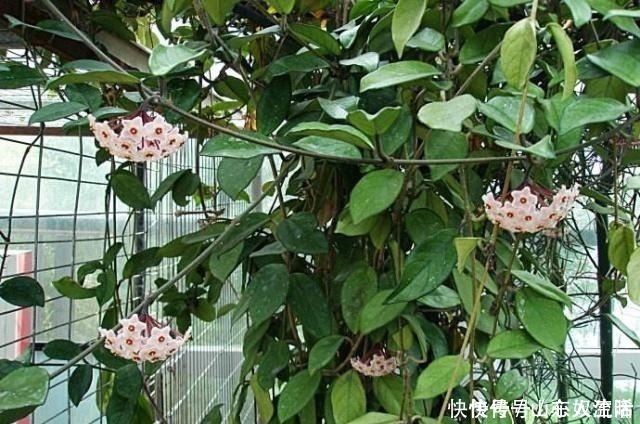 绿萝|耐阴花不止吊兰、绿萝,有“8种花”放北房间也能长成“美瀑布”!