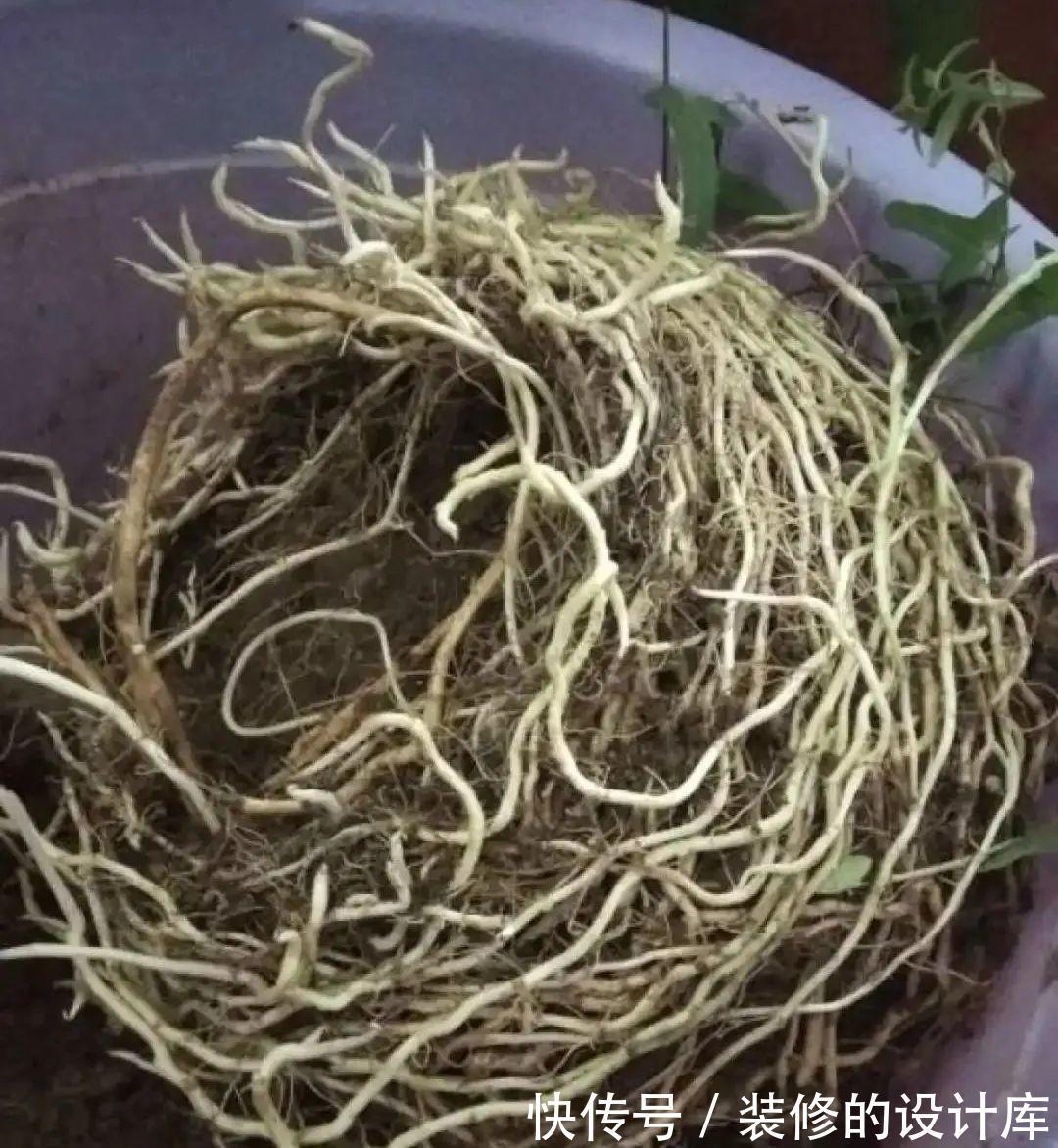 芦荟|8种花像“老母猪”，种一棵，生一窝，多得没地方养