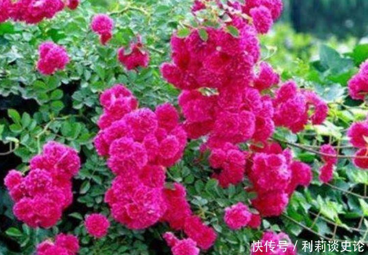 4种花颜值超高的，妖艳妖娆，层层交叠，烂漫迷人眼