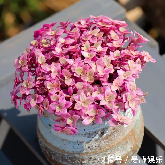 想把“多肉”养爆盆简单,掌握2个关键点,很快就是满满一盆!