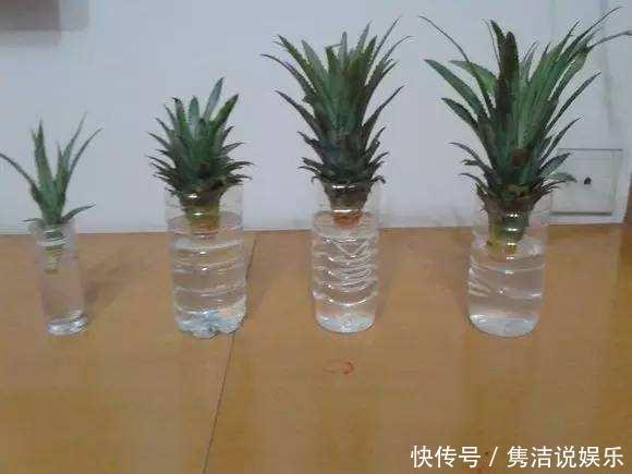 吃菠萝,“菠萝头”泡水里,3周长根变漂亮盆栽,结出大果子来