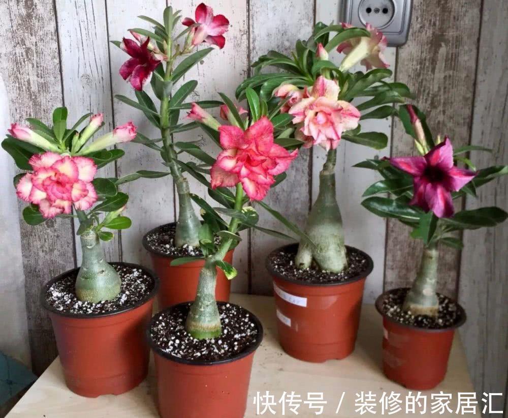 小盆|适合穷养的“5种花”，用小盆，少管一些更利于生长和开花