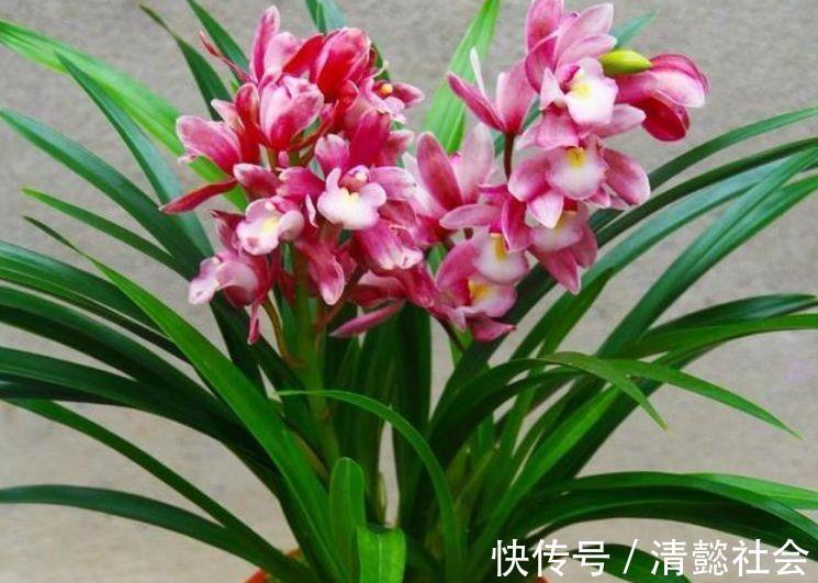 长寿花|4种花号称是开花王,美成了花园,漂亮好养,开花多