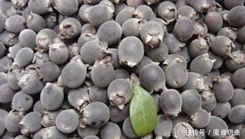 收敛止泻|这种果子在农村到处都是,却不知道药用价值这么高,你一定见过!