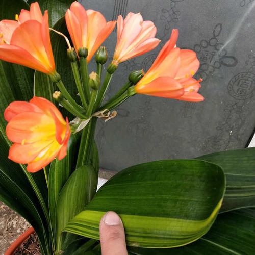 给君子兰吃点它,叶片肥厚,新叶长不停