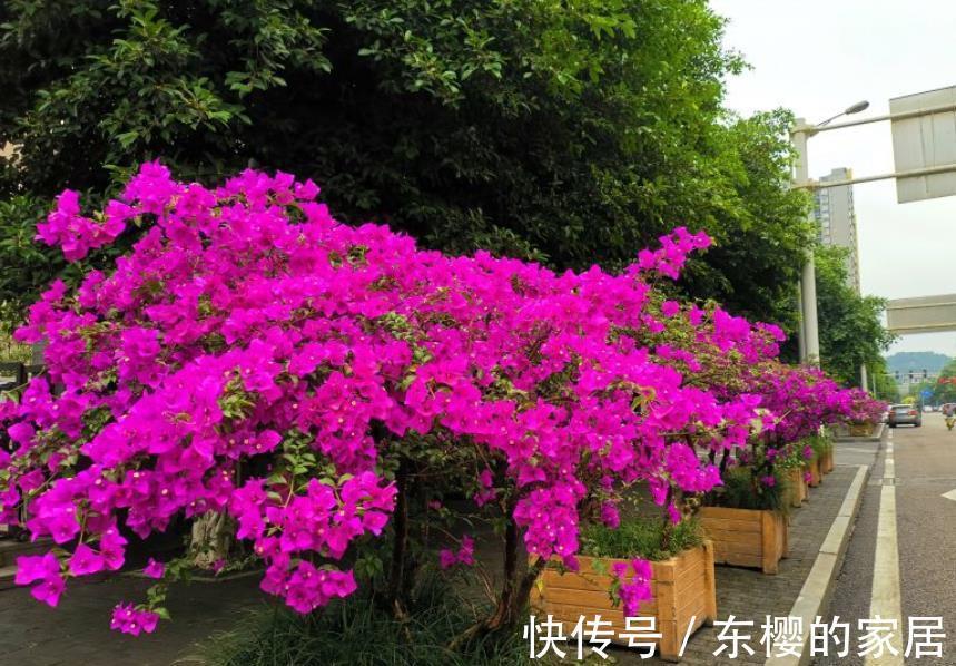 三角梅|夏天“富养”的4种花,越热越要补“大肥”,才能开花一茬接一茬