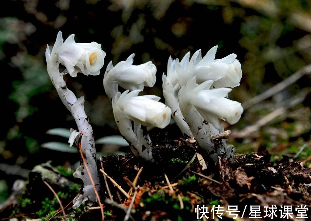 湖南发现大片“冥界之花”，它的出现预示着什么？